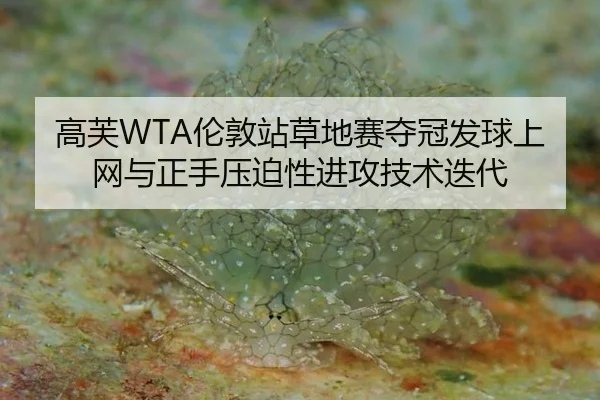 高芙WTA伦敦站草地赛夺冠发球上网与正手压迫性进攻技术迭代